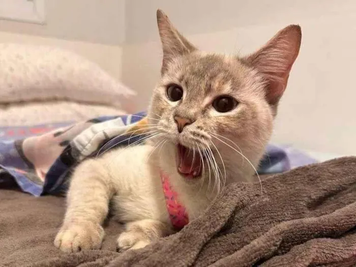 Falar com Giulia - Whats 11 97056-7608