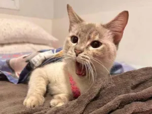 Gato raça SRD-ViraLata idade 2 a 6 meses nome Falar com Giulia - Whats 11 97056-7608