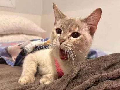 Gato raça SRD-ViraLata idade 2 a 6 meses nome Falar com Giulia - Whats 11 97056-7608