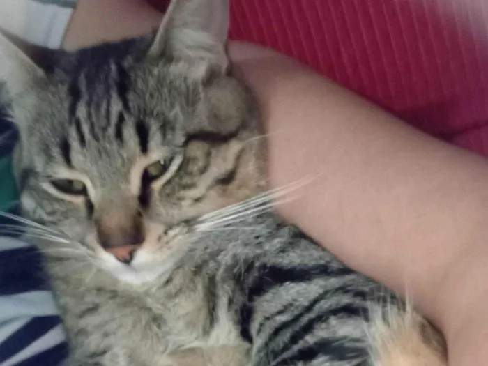 Cachorro ra a SRD-ViraLata idade 7 a 11 meses nome Tigrinho 