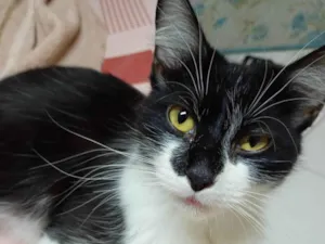 Gato raça SRD-ViraLata idade 1 ano nome Cristal