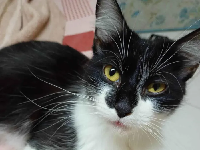 Gato ra a SRD-ViraLata idade 1 ano nome Cristal
