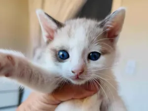 Gato raça SRD-ViraLata idade Abaixo de 2 meses nome Avelã