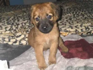 Cachorro raça SRD-ViraLata idade Abaixo de 2 meses nome Falar com José - Whats 11 93250-4338