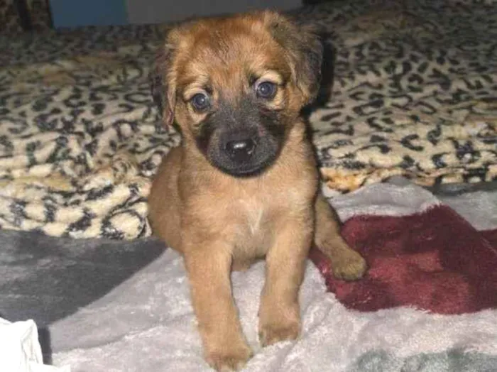 Cachorro ra a SRD-ViraLata idade Abaixo de 2 meses nome Falar com José