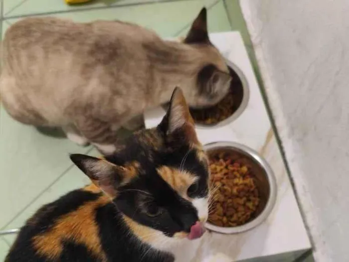 Gato ra a SRD-ViraLata idade 2 a 6 meses nome Falar com Margarida - Whats 11 99715-8561