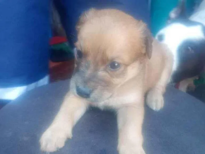 Cachorro ra a SRD-ViraLata idade Abaixo de 2 meses nome Falar com Gabriel - Whats 11 93429-1518