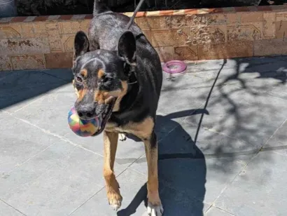 Cachorro raça SRD-ViraLata idade 2 a 6 meses nome Falar com Selma - Whats 11 97570-6932
