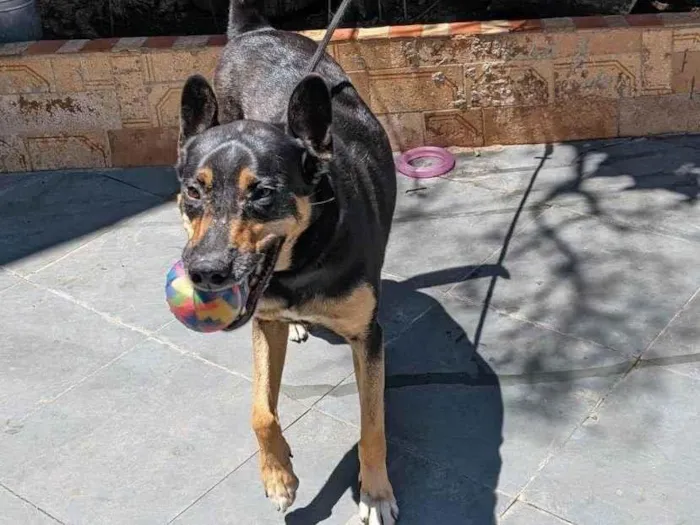 Cachorro ra a SRD-ViraLata idade 2 a 6 meses nome Falar com Selma - Whats 11 97570-6932