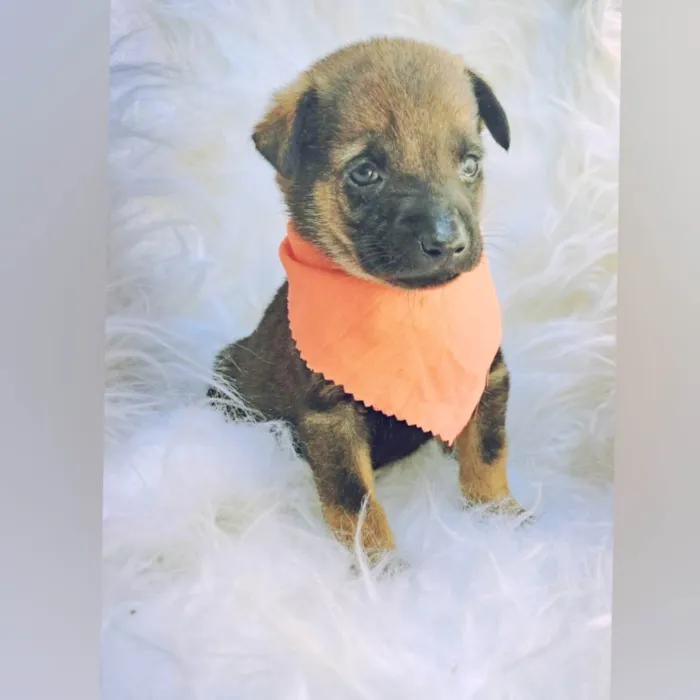 Cachorro ra a SRD-ViraLata idade Abaixo de 2 meses nome Theo e Frida