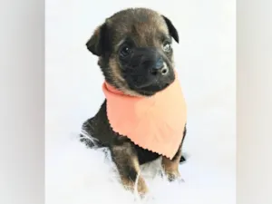 Cachorro raça SRD-ViraLata idade Abaixo de 2 meses nome Theo e Frida