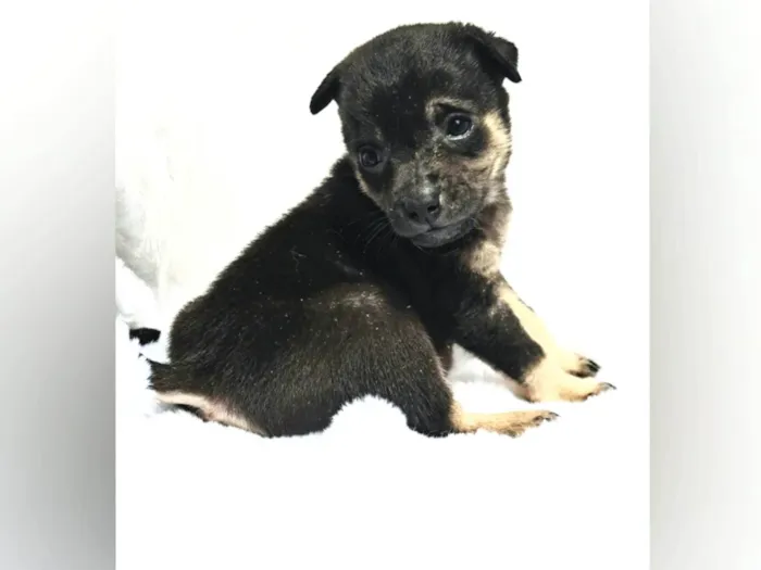 Cachorro ra a SRD-ViraLata idade Abaixo de 2 meses nome Theo e Frida