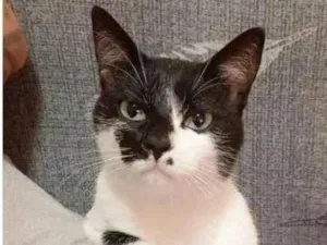 Gato raça SRD-ViraLata idade 2 a 6 meses nome Falar com Marcella - Whats 11 95895-4684