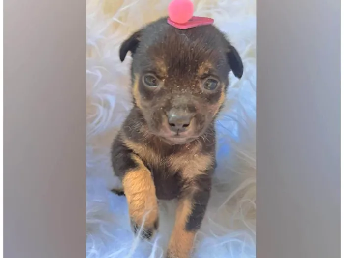 Cachorro ra a SRD-ViraLata idade Abaixo de 2 meses nome Theo e Frida