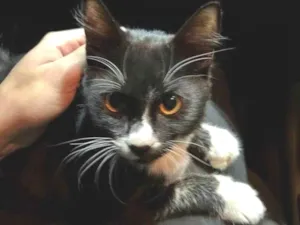 Gato raça SRD-ViraLata idade 2 a 6 meses nome Falar com Vinicius - Whats 11 95077-0771