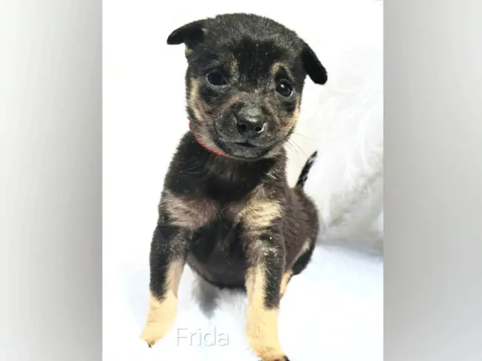 Cachorro ra a SRD-ViraLata idade Abaixo de 2 meses nome Theo e Frida
