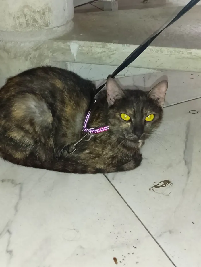 Gato ra a Exótico idade 1 ano nome Estrela 