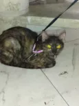 Estrela