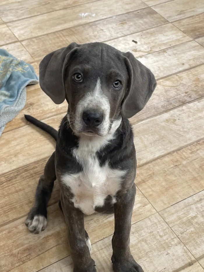 Cachorro ra a Vira lata misturado com fila  idade 2 a 6 meses nome Max e Mel 