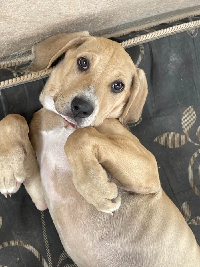 Cachorro ra a Vira lata misturado com fila  idade 2 a 6 meses nome Max e Mel 