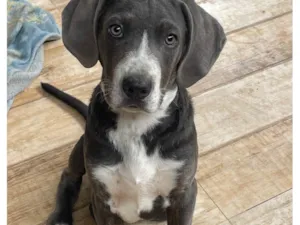 Cachorro raça Vira lata misturado com fila  idade 2 a 6 meses nome Max e Mel 