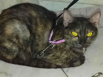 Gato raça Exótico idade 1 ano nome Estrela 