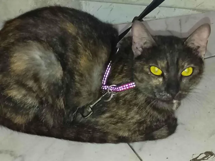 Gato ra a Exótico idade 1 ano nome Estrela 