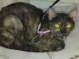 Estrela