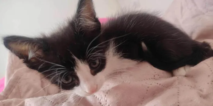 Gato ra a SRD-ViraLata idade Abaixo de 2 meses nome Berlim