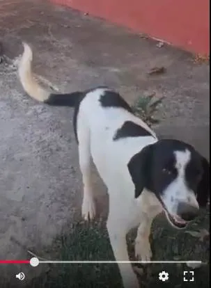 Cachorro ra a SRD-ViraLata idade 6 ou mais anos nome sem nome