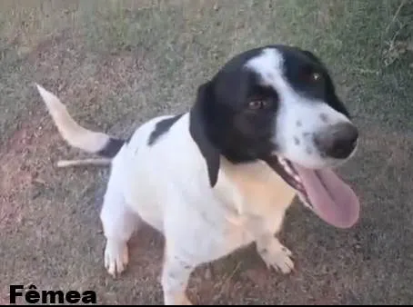 Cachorro ra a SRD-ViraLata idade 6 ou mais anos nome sem nome