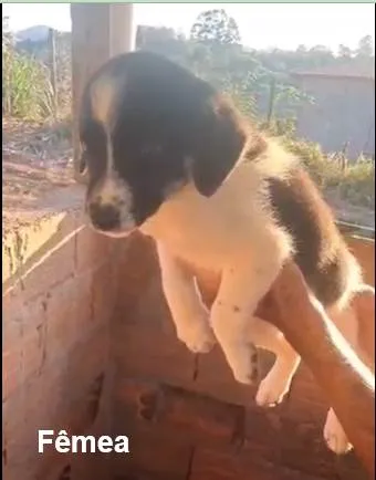Cachorro ra a SRD-ViraLata idade 2 a 6 meses nome sem nome