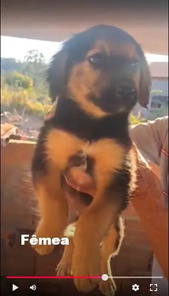 Cachorro ra a SRD-ViraLata idade 2 a 6 meses nome sem nome