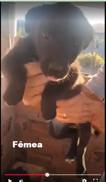 Cachorro ra a SRD-ViraLata idade 2 a 6 meses nome sem nome