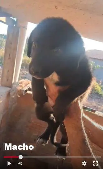 Cachorro ra a SRD-ViraLata idade 2 a 6 meses nome sem nome