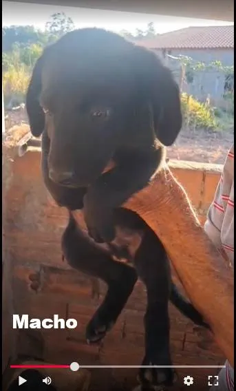 Cachorro ra a SRD-ViraLata idade 2 a 6 meses nome sem nome