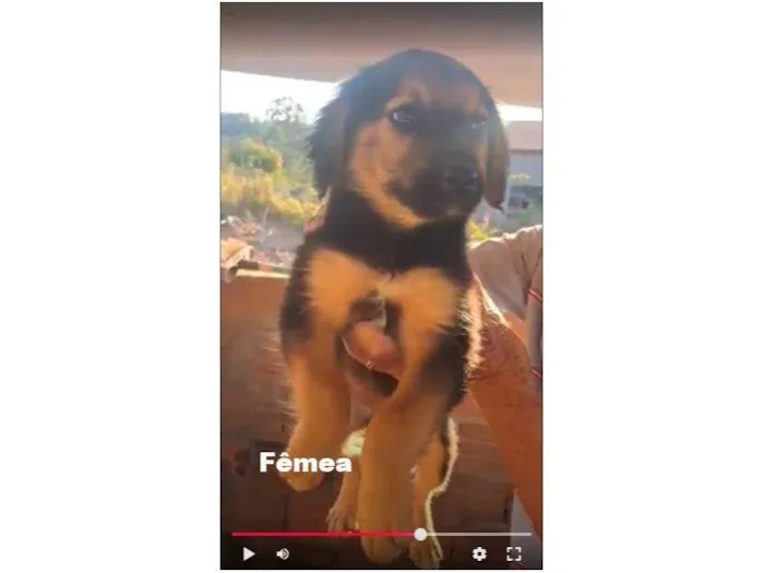 Cachorro ra a SRD-ViraLata idade 2 a 6 meses nome sem nome