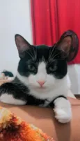 Frajola