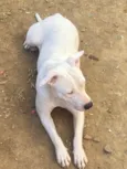 Nina