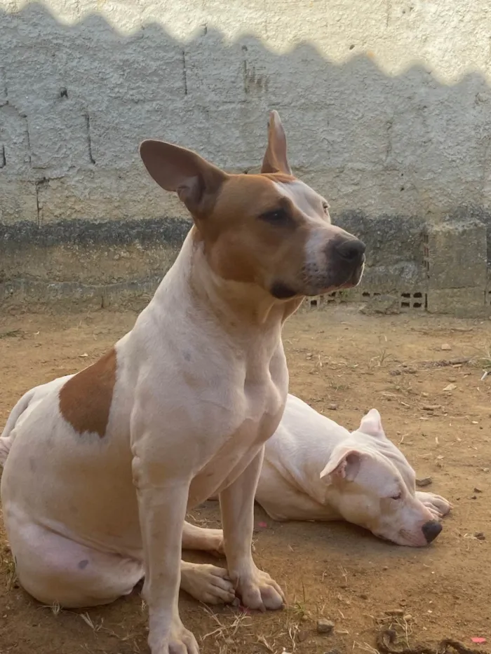 Cachorro ra a Pit-Bull idade 2 anos nome Nina