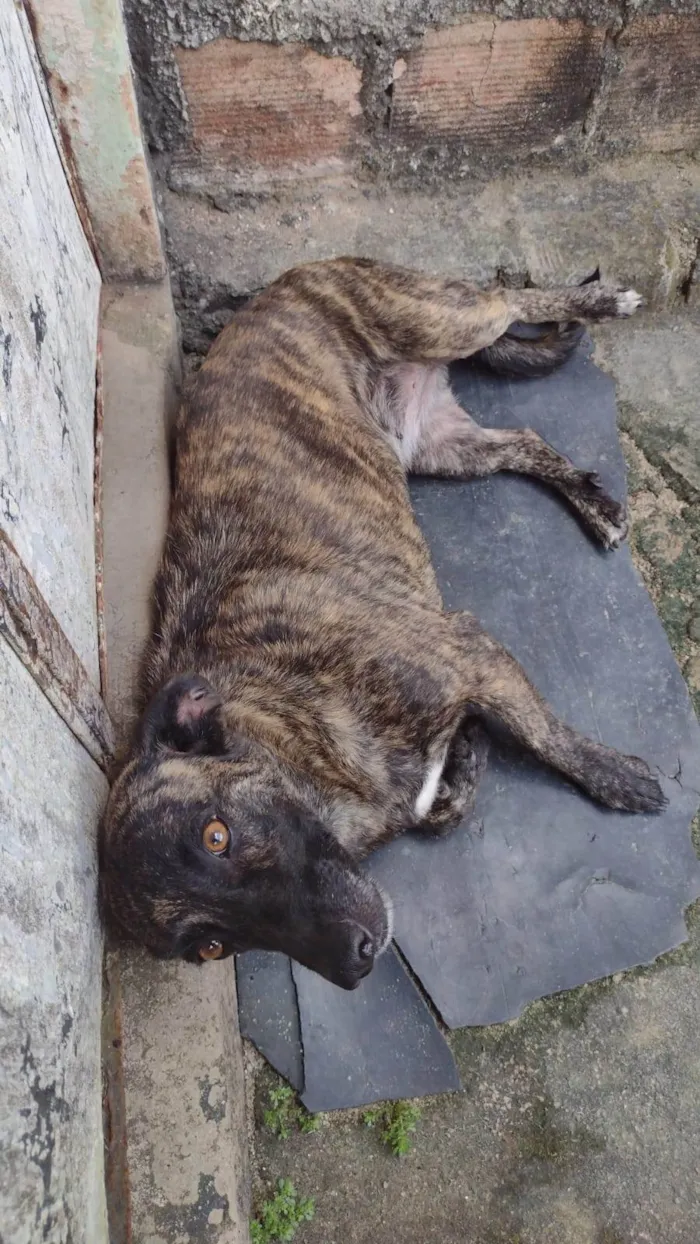 Cachorro ra a SRD-ViraLata idade 5 anos nome Stellar 