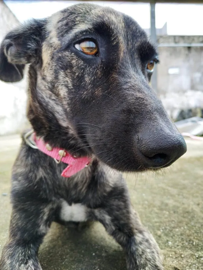 Cachorro ra a SRD-ViraLata idade 5 anos nome Stellar 