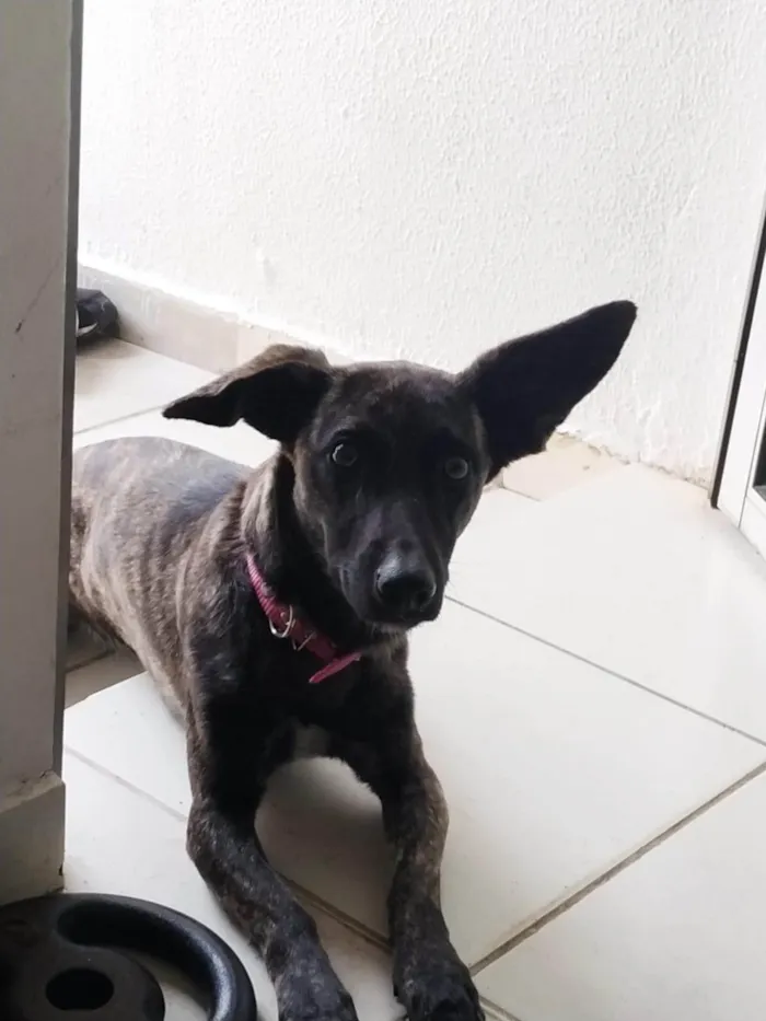 Cachorro ra a SRD-ViraLata idade 5 anos nome Stellar 