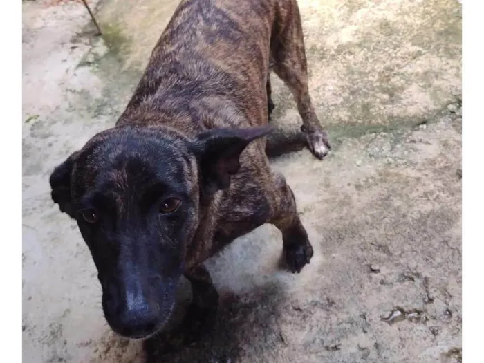Cachorro ra a SRD-ViraLata idade 5 anos nome Stellar 