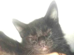 Gato raça SRD-ViraLata idade 2 a 6 meses nome Marley