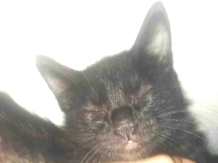 Gato ra a SRD-ViraLata idade 2 a 6 meses nome Marley