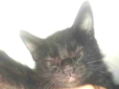 Gato raça SRD-ViraLata idade 2 a 6 meses nome Marley