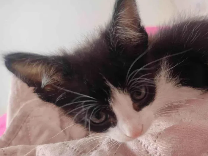 Gato ra a SRD-ViraLata idade Abaixo de 2 meses nome Berlim