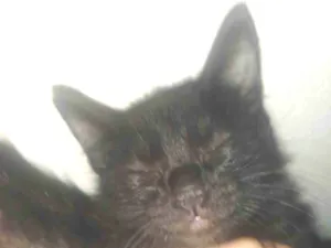 Gato raça SRD-ViraLata idade 2 a 6 meses nome Marley