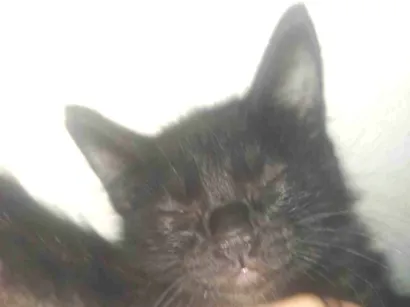 Gato raça SRD-ViraLata idade 2 a 6 meses nome Marley
